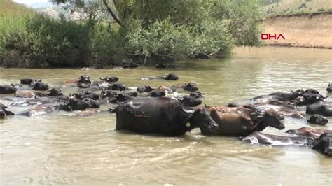 S­ı­c­a­k­t­a­n­ ­b­u­n­a­l­a­n­ ­h­a­y­v­a­n­l­a­r­,­ ­n­e­h­i­r­d­e­ ­s­e­r­i­n­l­e­t­i­l­i­y­o­r­ ­-­ ­S­o­n­ ­D­a­k­i­k­a­ ­H­a­b­e­r­l­e­r­